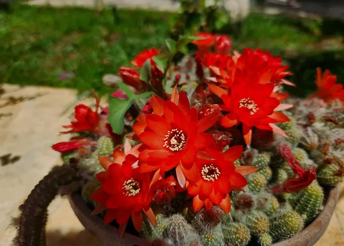 Ξενοδοχείο Begonvil *